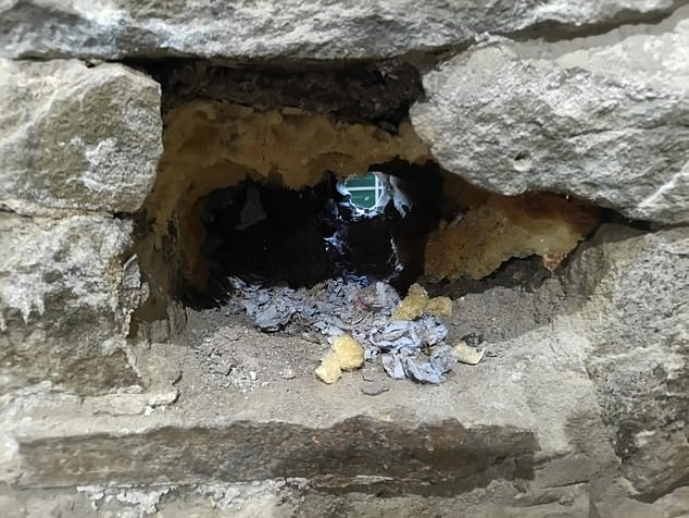 The plumber left a large hole in the wall of Duncan's home, which led to a mouse infestation