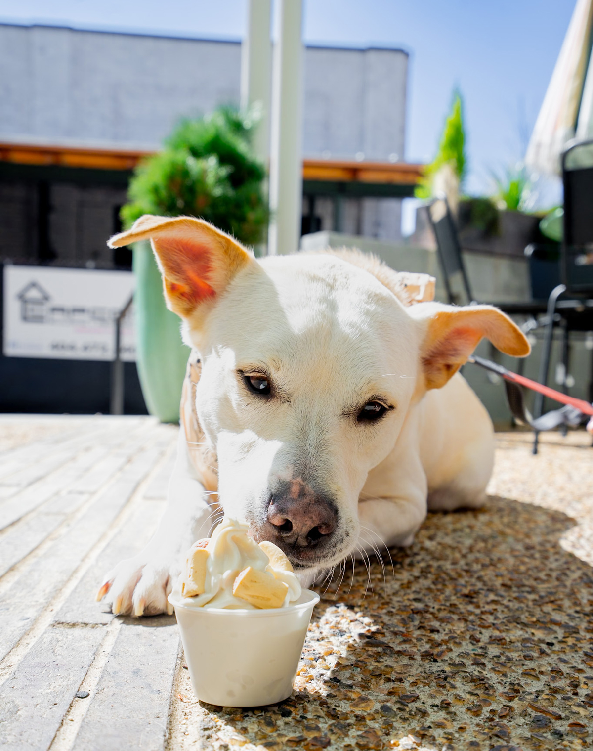 Dine al fresco with the whole family: Where to find Atlanta's dog- and kid-friendly patios