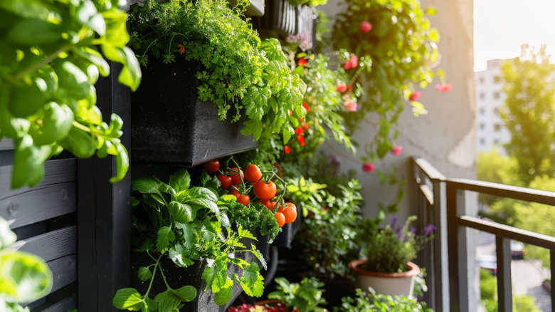 A selection of vegetables and herbs growing in a micro garden