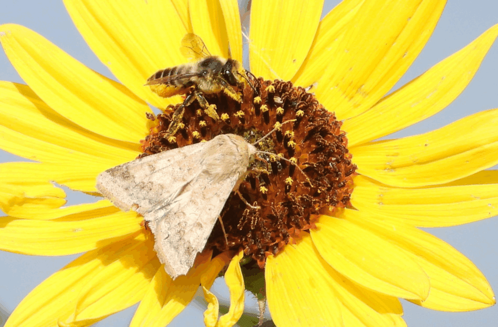 Boulder's Outdoor Photo of the Day: Fall Sunflowers in Full Splendor | About Boulder County Colorado