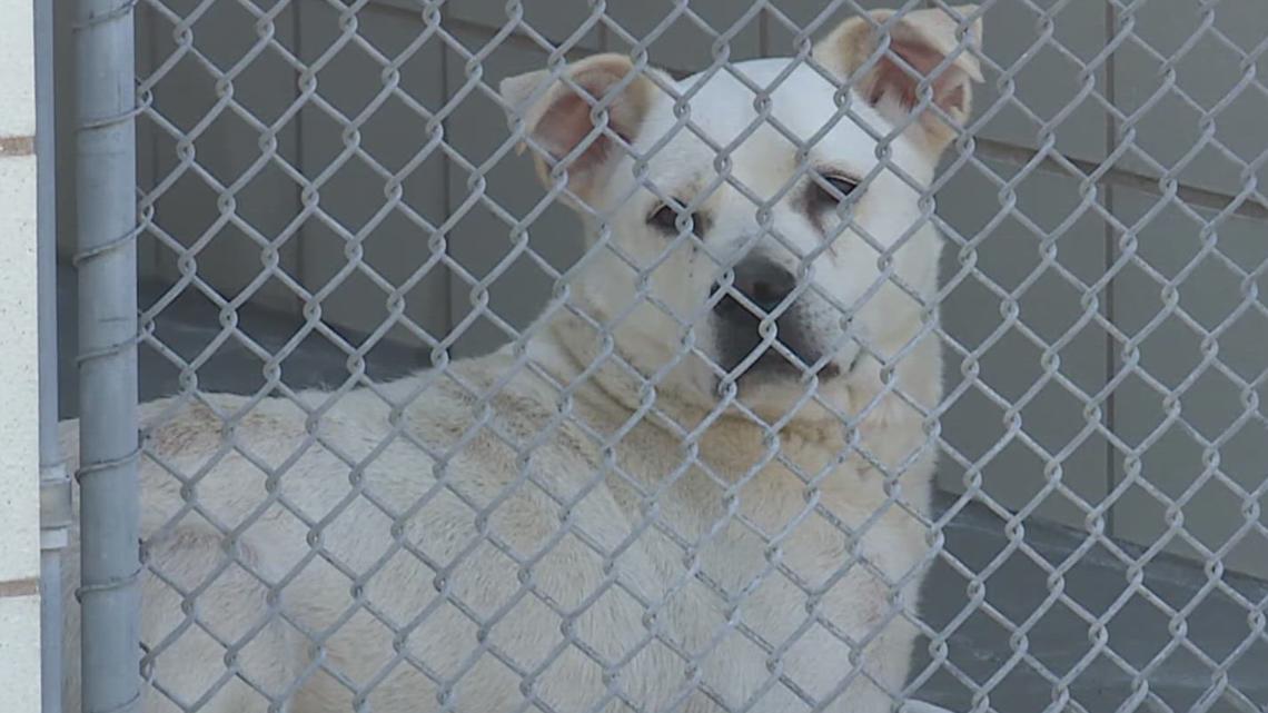 Corpus Christi Animal Care Services upgrades kennels and launches HVAC pilot project