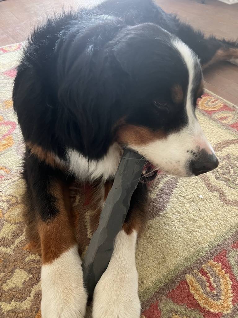 A large black dog with white and brown markings chews on a large gray bone.