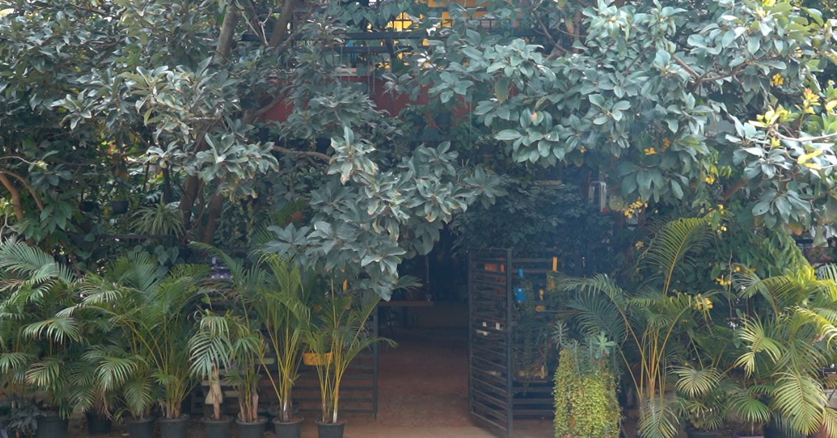 How a couple from Bengaluru turned their home into a mini forest