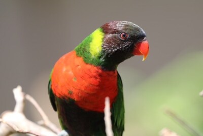 Kedis Mewali to Bali: The homecoming of the red-necked parakeet raises hope for Bali's natural recovery Kedis Mewali to Bali: The homecoming of the red-necked parakeet raises hope for Bali's natural recovery