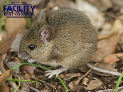 The pest control facility leads the way in Simi Valley with environmentally friendly, non-toxic pest control solutions The pest control facility leads the way in Simi Valley with environmentally friendly, non-toxic pest control solutions