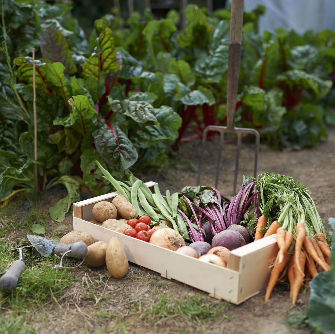 Freshly picked box vegetables.
