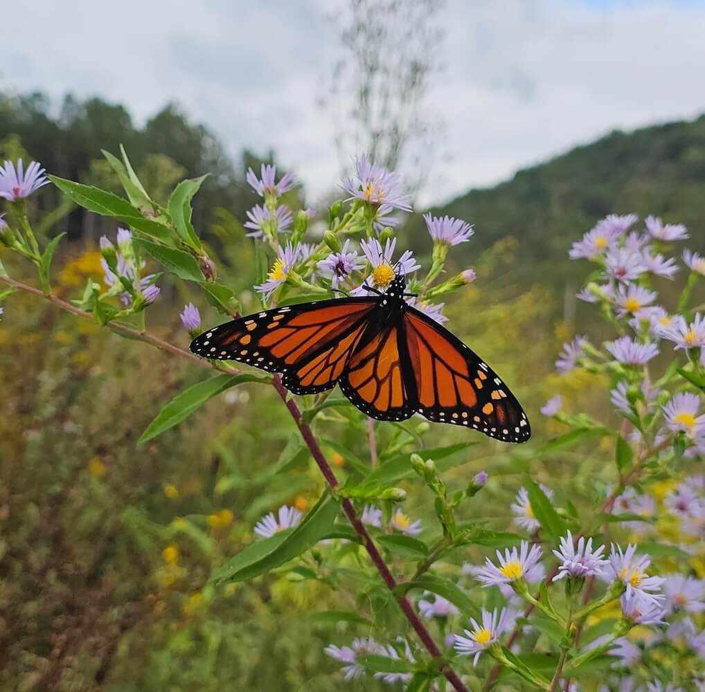 A homeowner's decision to forego mowing his newly purchased property led to a wonderful renovation success story.