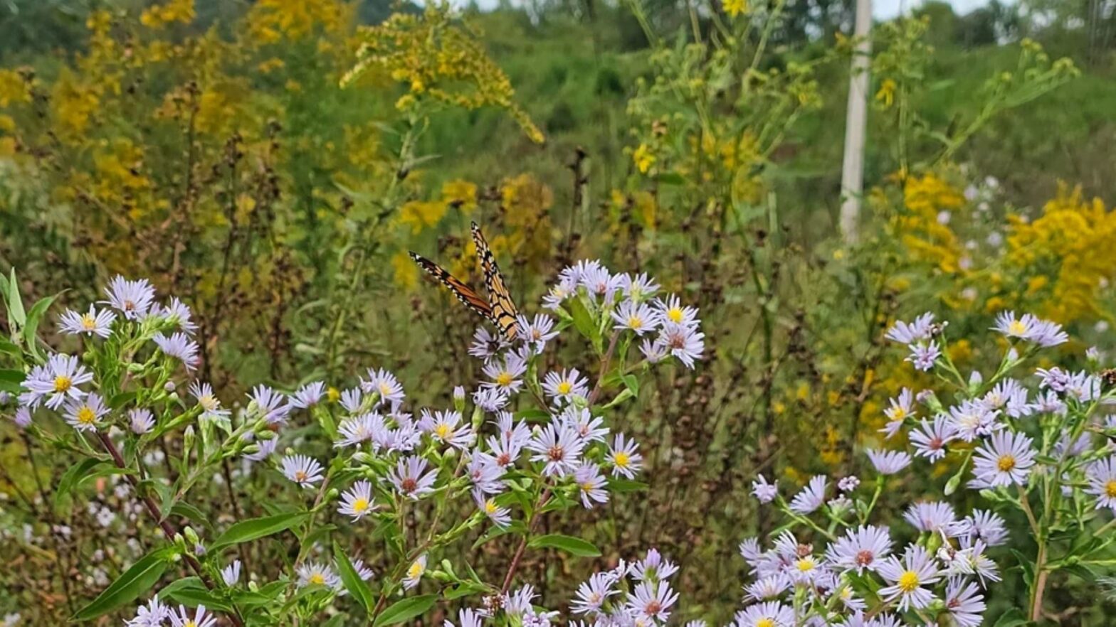 Homeowner shares stunning photos of what happened after he stopped mowing the lawn: 'I had no idea'