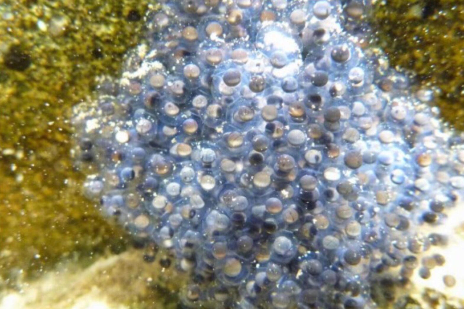 Officials share incredible before-and-after photos of fire-ravaged US forests - here's the incredible change