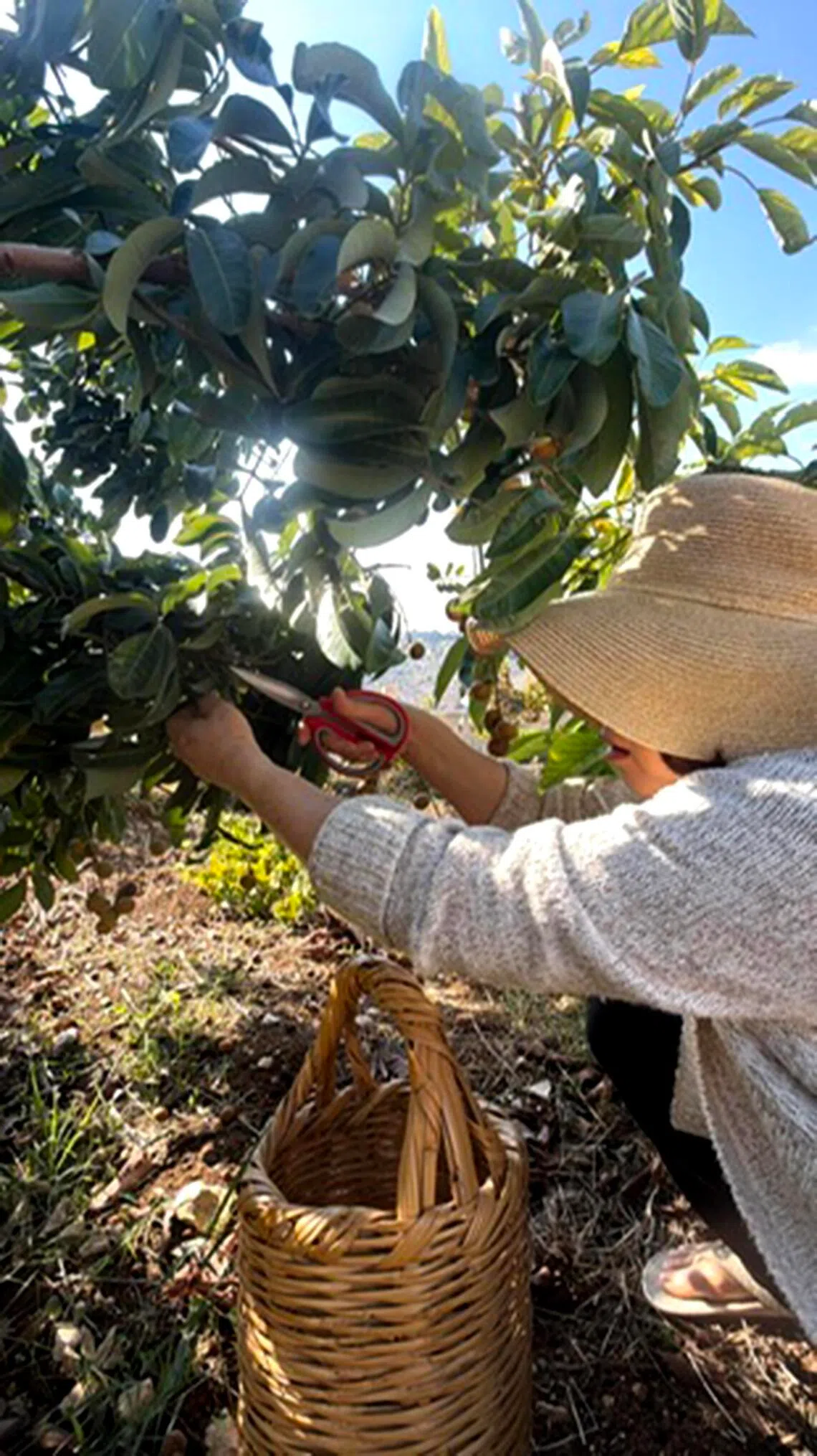 Meet the Singaporeans who run an eco-friendly olive farm in southern Lebanon
