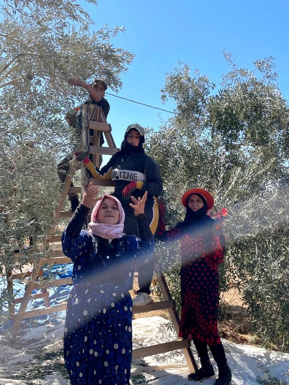 Meet the Singaporeans who run an eco-friendly olive farm in southern Lebanon