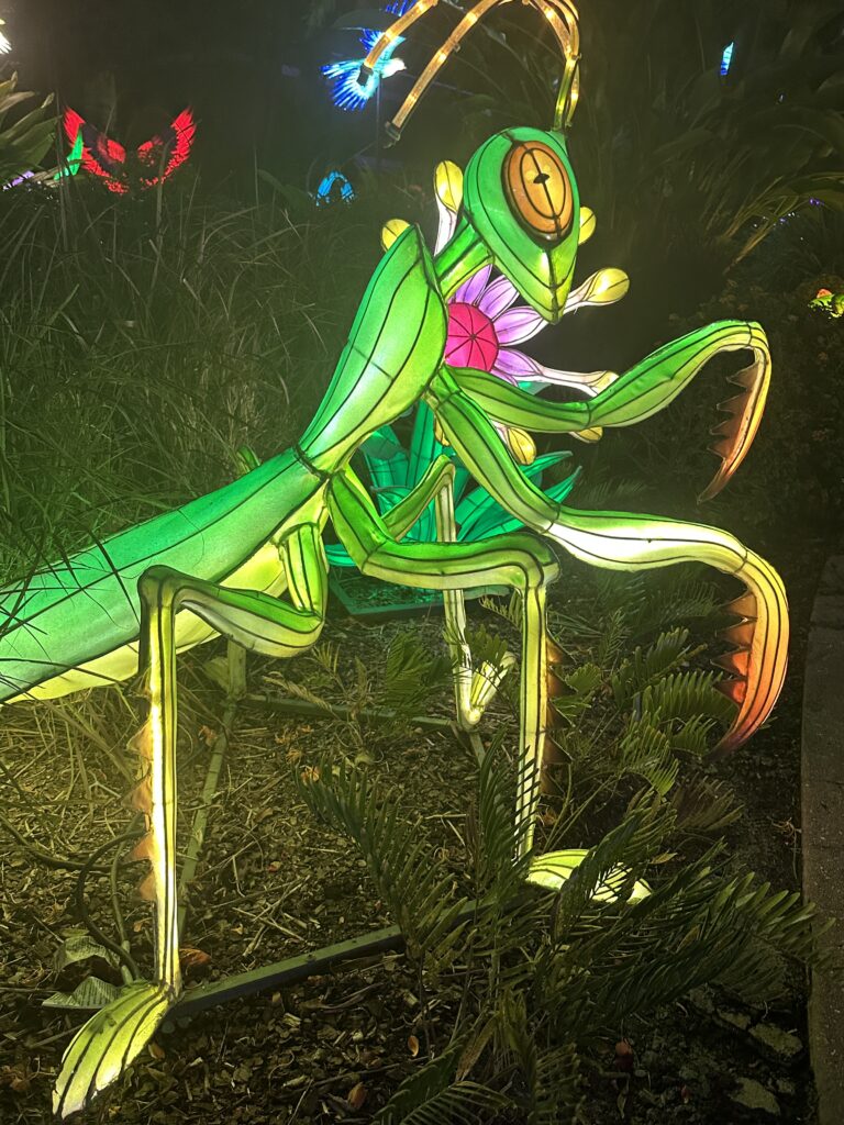 Lanterns brighten the holidays at Mounts Garden