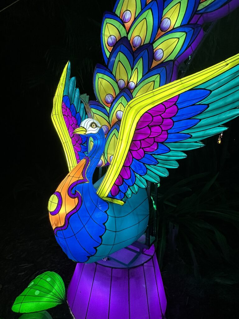 Lanterns brighten the holidays at Mounts Garden