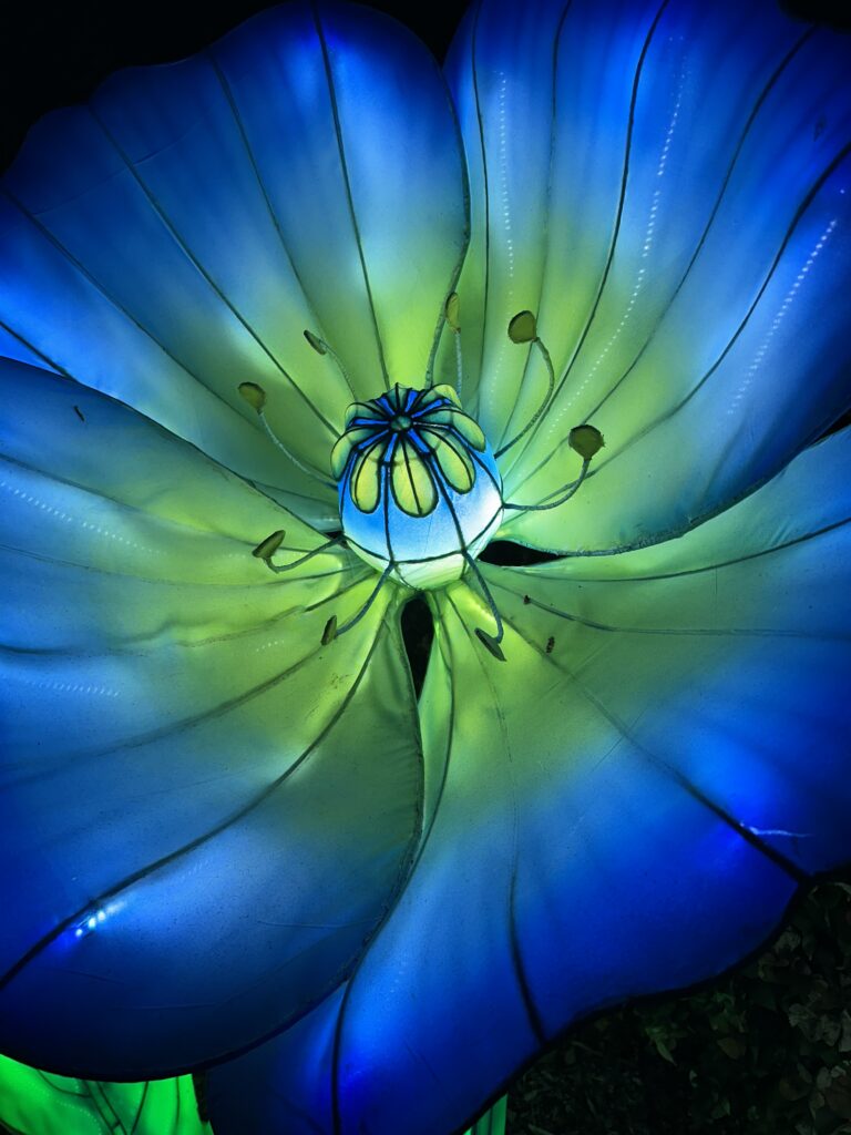 Lanterns brighten the holidays at Mounts Garden