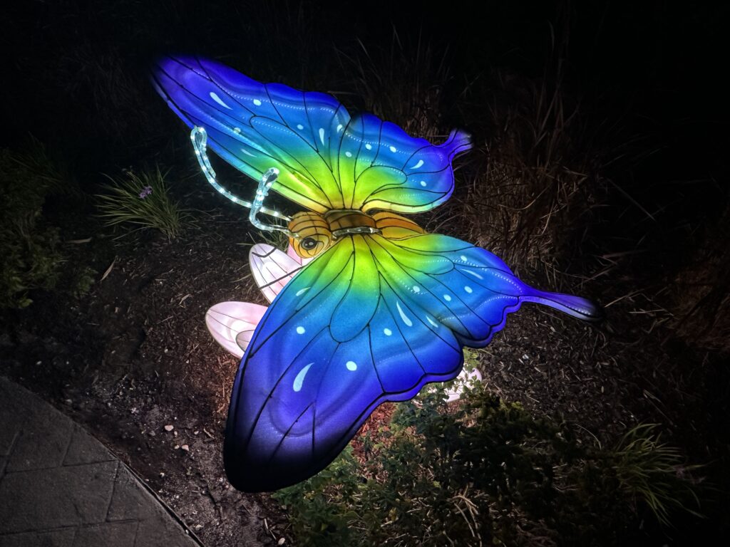 Lanterns brighten the holidays at Mounts Garden