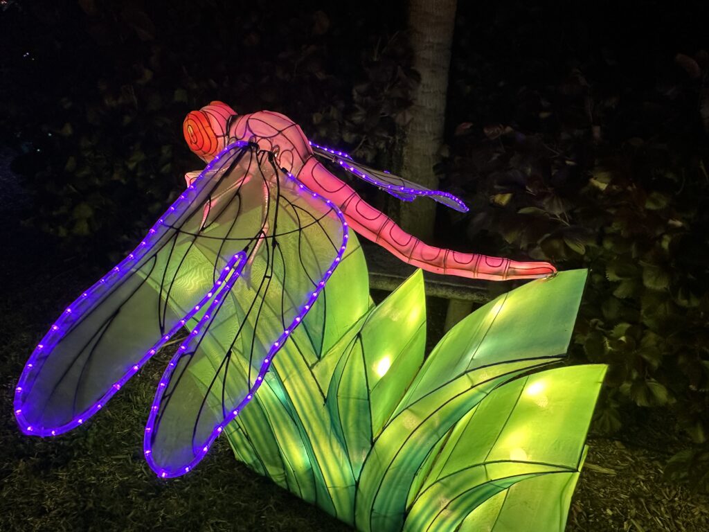 Lanterns brighten the holidays at Mounts Garden