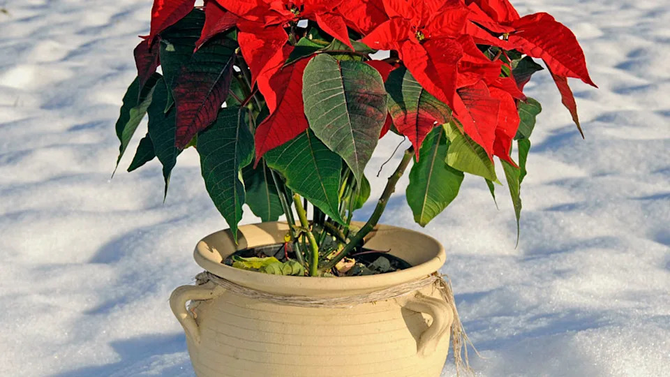 18 winter planter ideas that will bring life to your outdoor space all year round