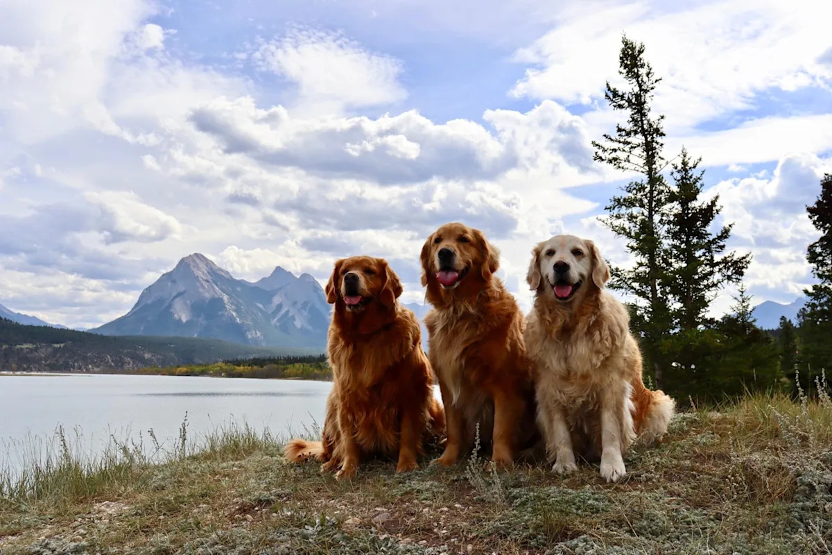 Eco-friendly tips for a healthy pet and a healthy planet