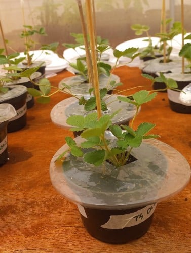 Environmentally friendly mulching: Biodegradable film protects plants without pesticides