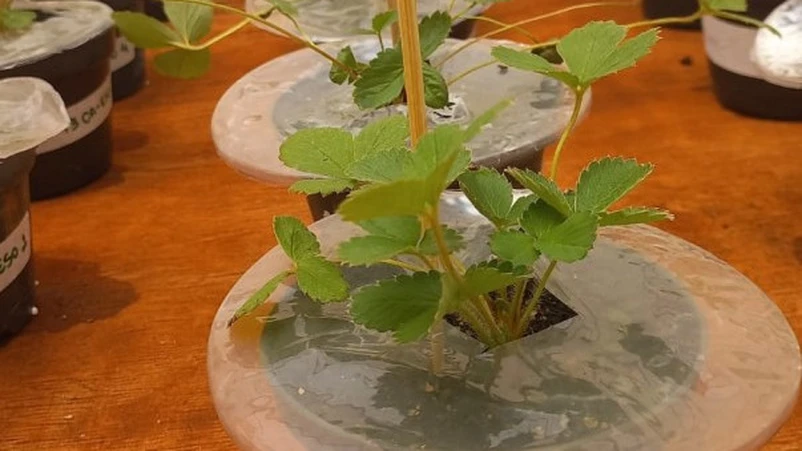 Environmentally friendly mulching: Biodegradable film protects plants without pesticides