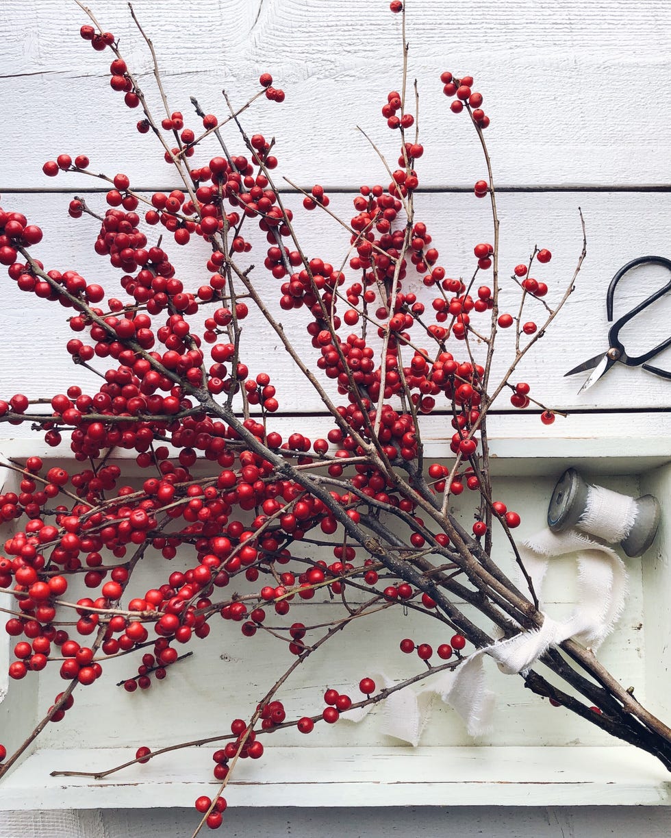 Red winterberry branches on a tray with ribbon and scissors Red winterberry branches on a tray with ribbon and scissors