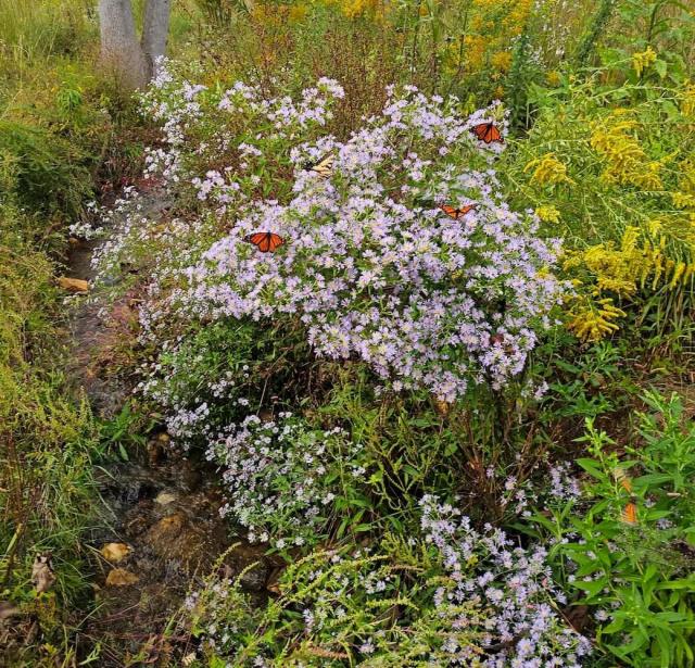 A homeowner's decision to forego mowing his newly purchased property led to a wonderful renovation success story.