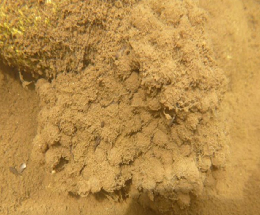 Officials share incredible before-and-after photos of fire-ravaged US forests - here's the incredible change