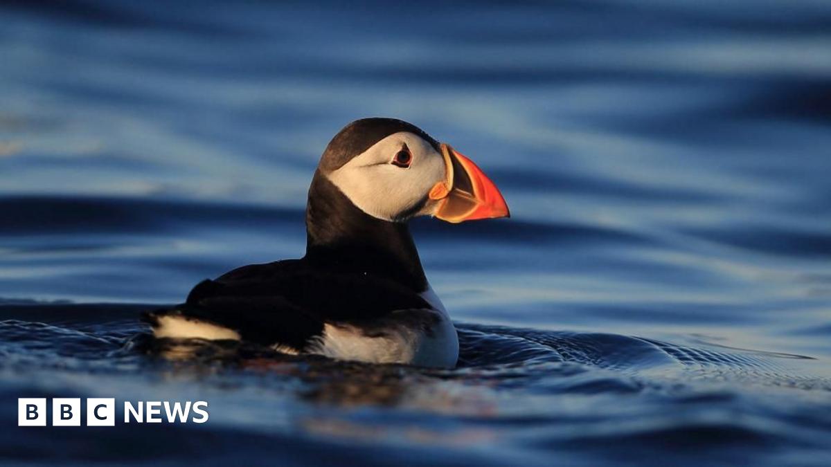 Puffins: Isle of Muck comeback “evidence of restoration work”