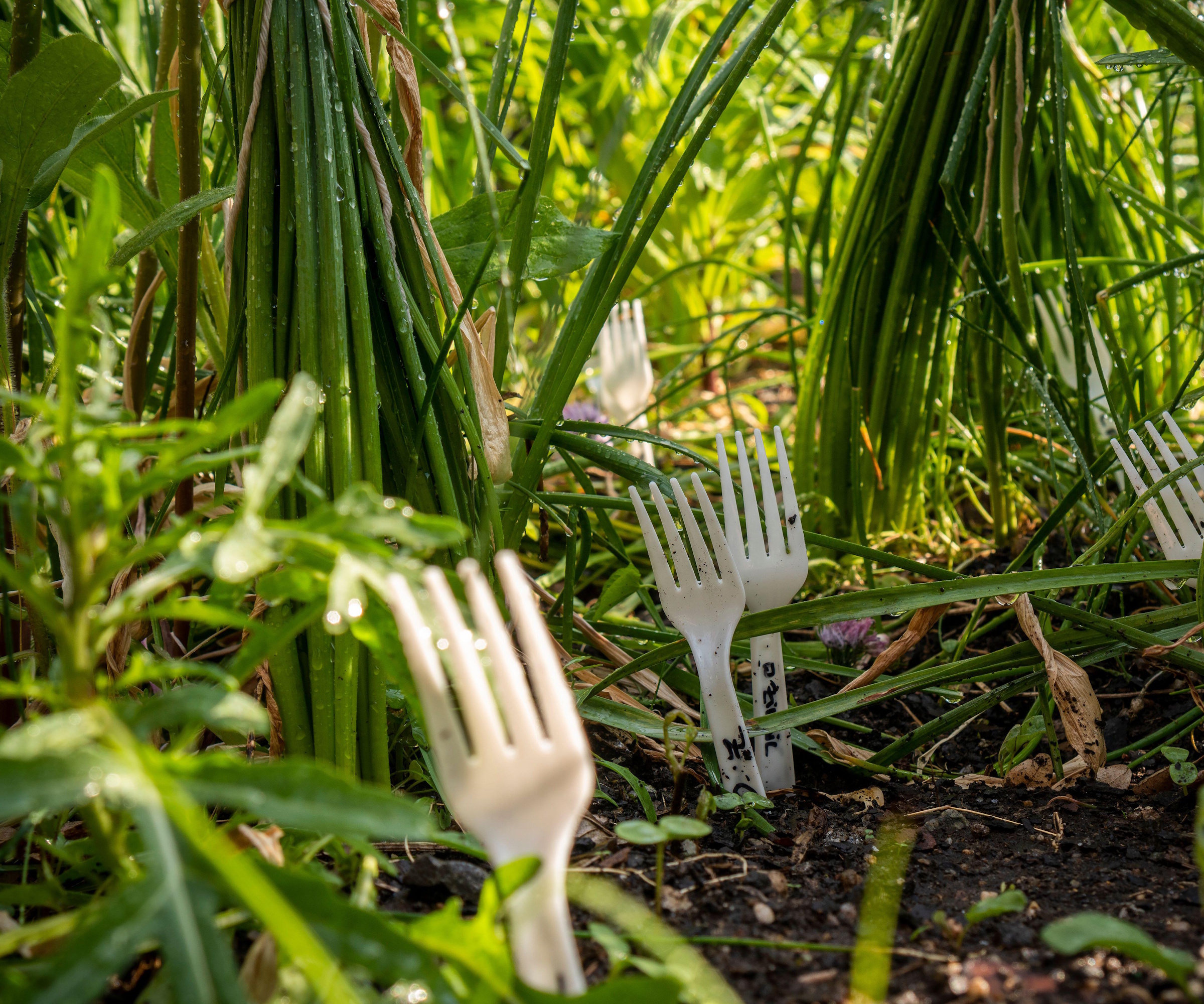 Pest control with plastic forks