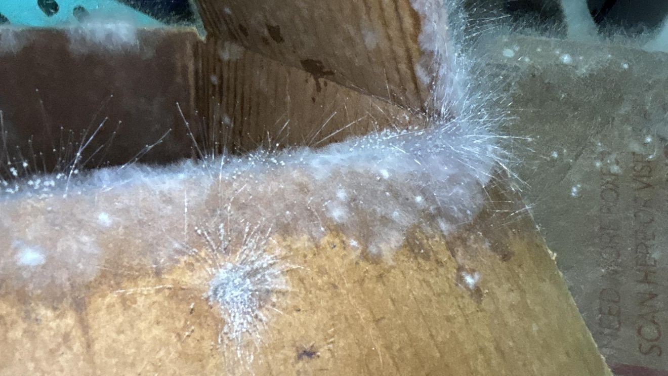 Home renovation companies in southern Utah are reporting an increase in mold infestations